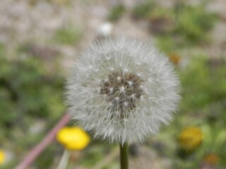 Close-up of a white fluffy common dandelion growing on a vibrant green stem
