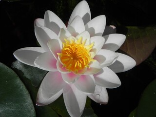 Single bright white pygmy water lily blossoming in a tranquil pond
