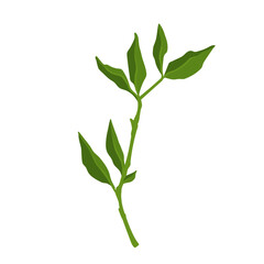 Green branch with foliage. Vector graphics.