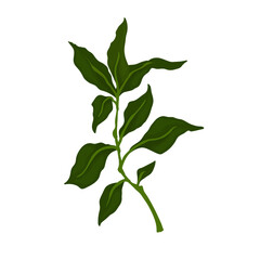 Green branch with foliage. Vector graphics.