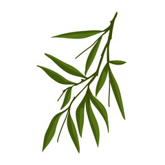 Green branch with foliage. Vector graphics.