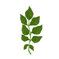 Green branch with foliage. Vector graphics.