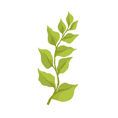 Green branch with foliage. Vector graphics.