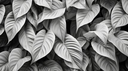 leaves of Spathiphyllum cannifolium, abstract colorful texture, nature background, tropical leaf