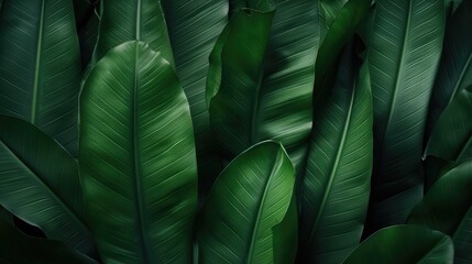  tropical banana leaf texture in garden, abstract green leaf, large palm foliage nature dark green background