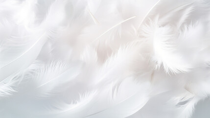 Fototapeta na wymiar white feathers background