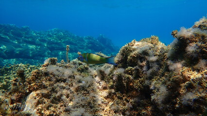 Ornate wrasse (Thalassoma pavo) undersea, Aegean Sea, Greece, Halkidiki