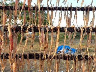 Fence covered in some dry grass next to a field
