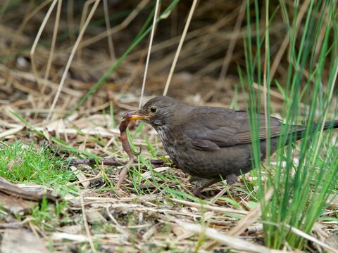 Eurasian blackbird hunting a worm from the ground