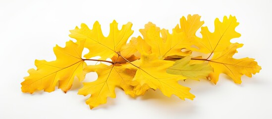 Autumnal oaks displaying yellow foliage Leaves of a tree colored in yellow