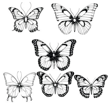 Hand drawn butterfly set outline on white background
