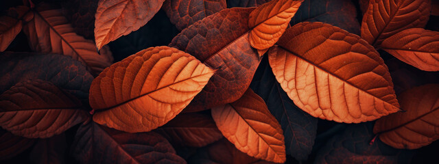 Rich textures of red and orange leaves in intimate detail.