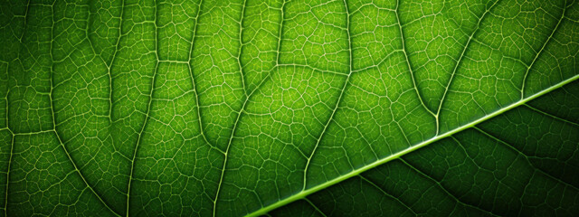 Macro shot highlighting the natural veins and shades of a leaf.