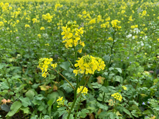 Yellow rape flower on a rapeseed field in autumn in Germany without a horizon close-up. Background, texture. Horizontal photo
