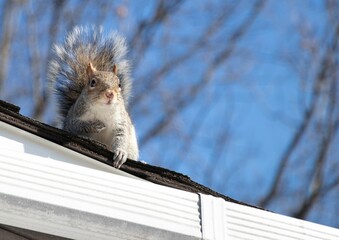 a squirrel perched on the top of a roof on a bright day © Wirestock
