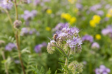 A meadow with blooming phacelia, close-up of a bee collecting nectar.