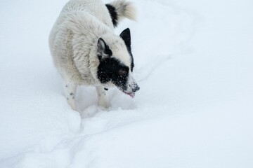 Black and white dog running in the snow