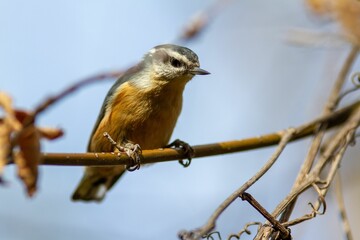 Algerian nuthatch (Sitta ledanti) bird perched on a branch