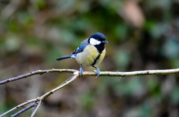 Great tit bird perched on a slender tree branch.