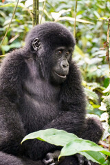Fototapeta premium Juvenile Mountain Gorilla in Bwindi Impenetrable Forest