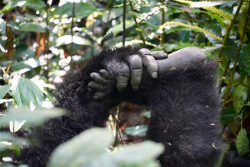 Mountain Gorilla Hand Holding Foot in Bwindi Impenetrable Forest © Michelle