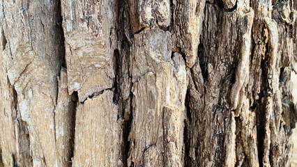 tree trunk background, Bark pattern is seamless texture from tree. For background wood work, Bark of brown hardwood, thick bark hardwood, residential house wood.