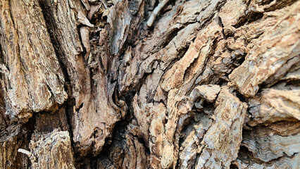 tree trunk background, Bark pattern is seamless texture from tree. For background wood work, Bark of brown hardwood, thick bark hardwood, residential house wood.