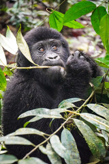 Juvenile Mountain Gorilla in Bwindi Impenetrable Forest