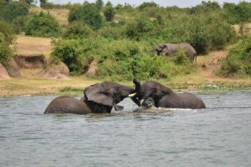 African elephants engaged in a battle of dominance while standing in the shallow waters of a lake