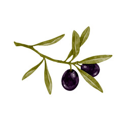 Olive branch with ripe berries of olives with green leaves. Vector graphics.