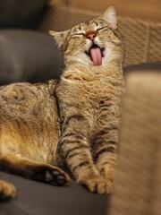 Tabby cat, with its mouth wide open in a yawn, sitting on the sofa