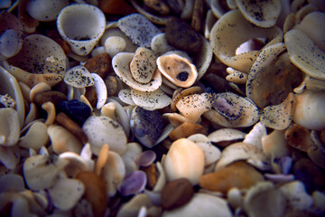 Alvarado, Veracruz, México.