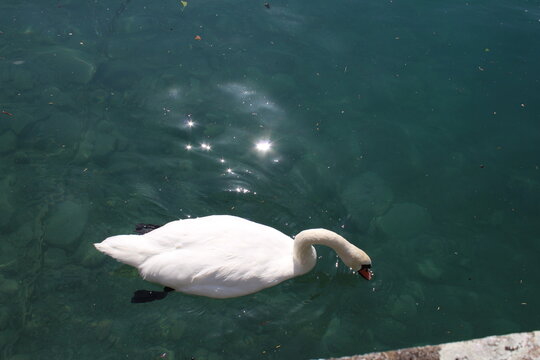 A swan on Lake Thun in Switzerland.