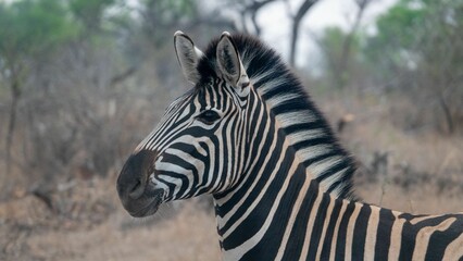 Black and white striped zebra standing in a field of lush green grass