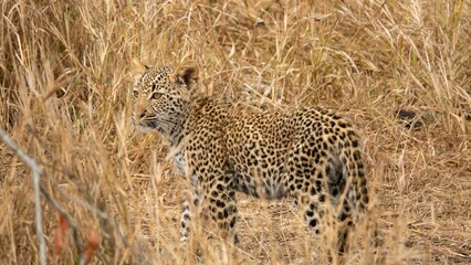 Fototapeta premium an image of a leopard walking in the grass in africa