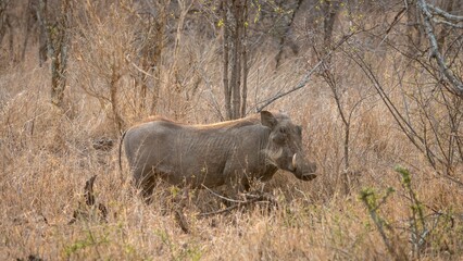 Warthog stands amongst lush foliage in a tranquil outdoor setting