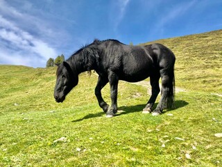 a small black horse standing on top of a grass covered field