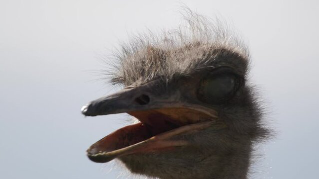 Closeup of the head of an ostrich against the sky background