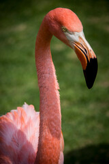 Africam Safari, Puebla, México.