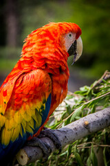 Africam Safari, Puebla, México.