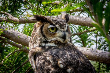 Africam Safari, Puebla, México.