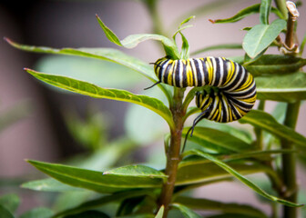 Africam Safari, Puebla, México.