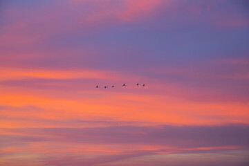 Birds in the sunset