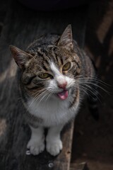 Inquisitive tabby cat on a wooden outdoor floor, gazing intently at the camera