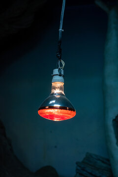 A warm incandescent lamp with a red filter for heating in the zoo.