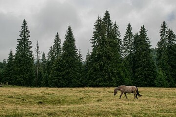 Pale brown horse walking in an expansive grassy field surrounded by tall pine trees.