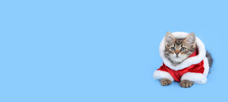 Cat Santa Claus. Close-up portrait of a cute cat wearing Santa costume on a blue background. Santa's helper. Merry Christmas. Greeting card Happy New Year. Cat looking away 