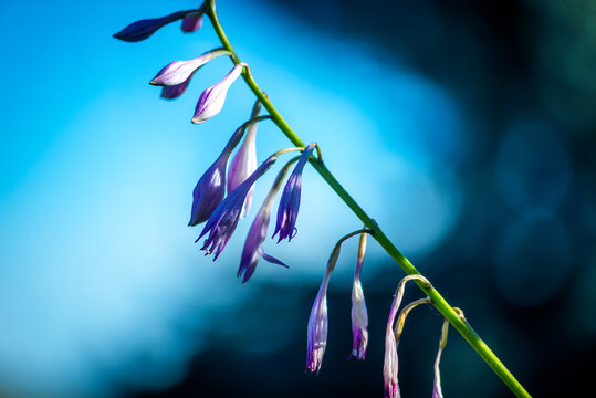 Kwiaty funkii (Hosta longipes) na tle błękitnego nieba
