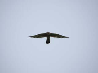 Big Turmfalke or Kestrel flying in the sky, with its wings spread wide