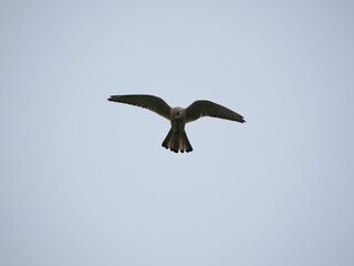 Obraz premium Big Turmfalke or Kestrel flying in the sky on a windy day
